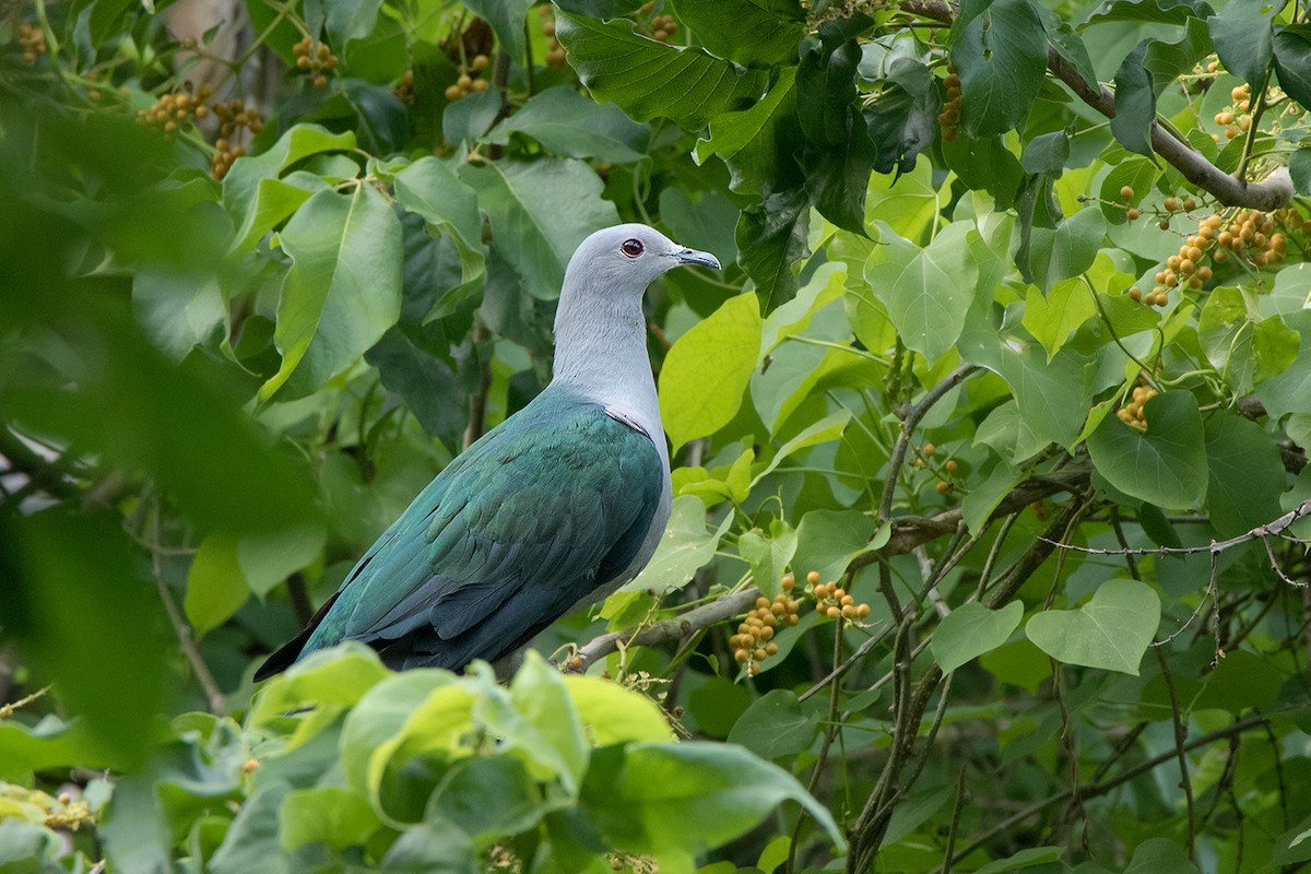 Green Imperial-Pigeon (Green) - Ayuwat Jearwattanakanok