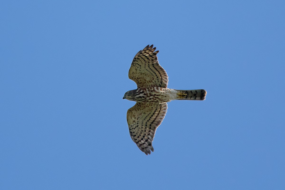 Shikra (Asian) - Ayuwat Jearwattanakanok