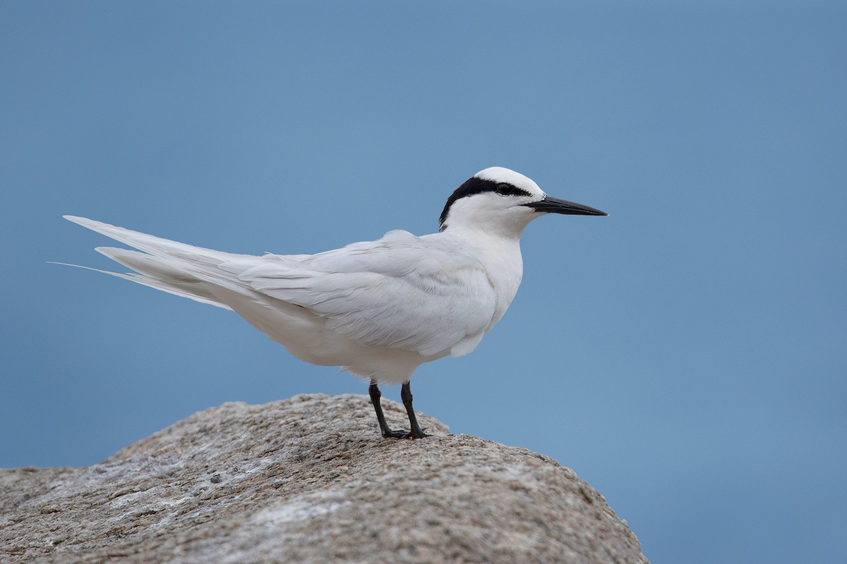 Black-naped Tern - Ayuwat Jearwattanakanok