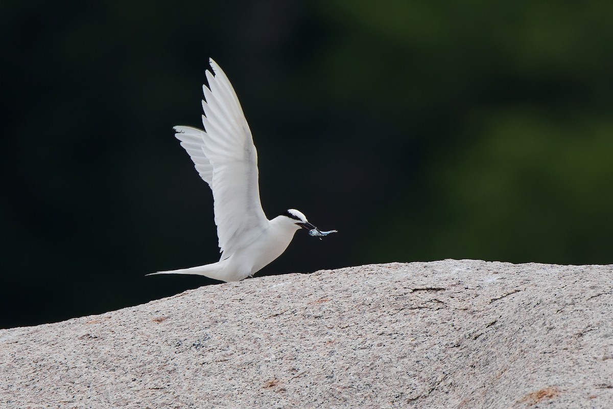 Black-naped Tern - Ayuwat Jearwattanakanok