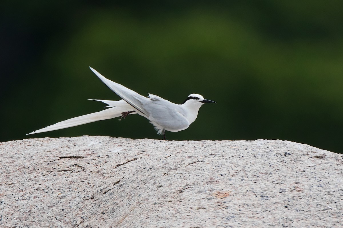 Black-naped Tern - Ayuwat Jearwattanakanok