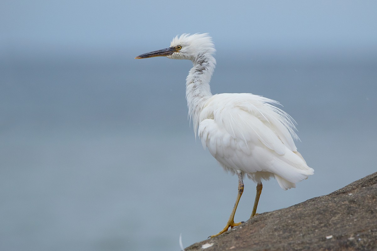 Pacific Reef-Heron - Ayuwat Jearwattanakanok