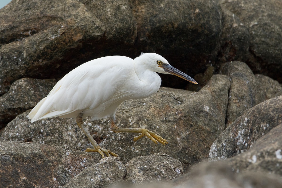 Aigrette sacrée - ML172589761