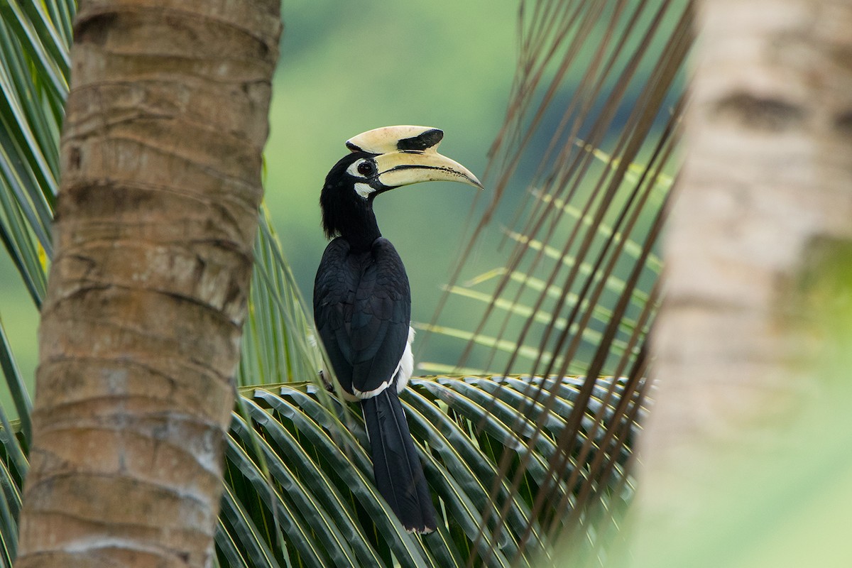 Oriental Pied-Hornbill - ML172589951