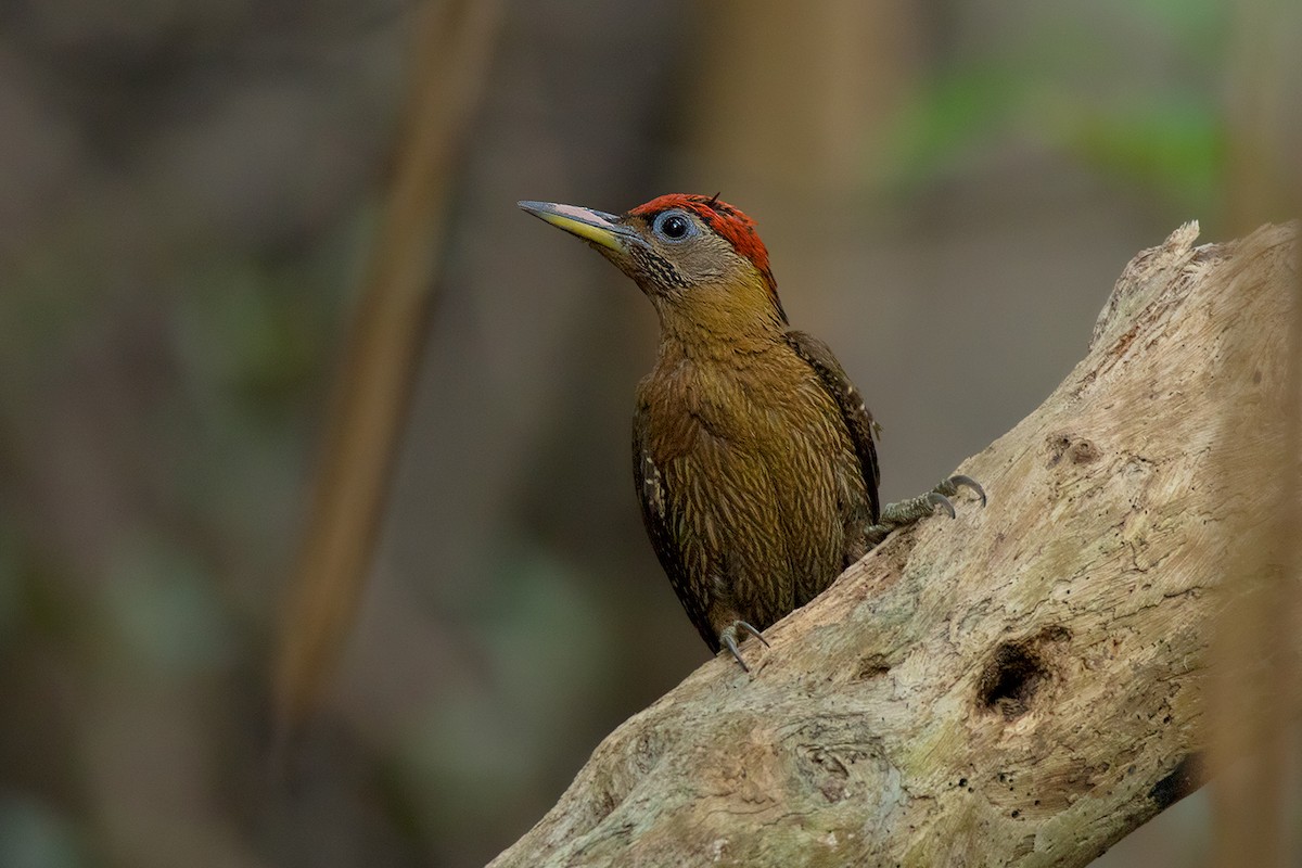 Streak-breasted Woodpecker - ML172590031