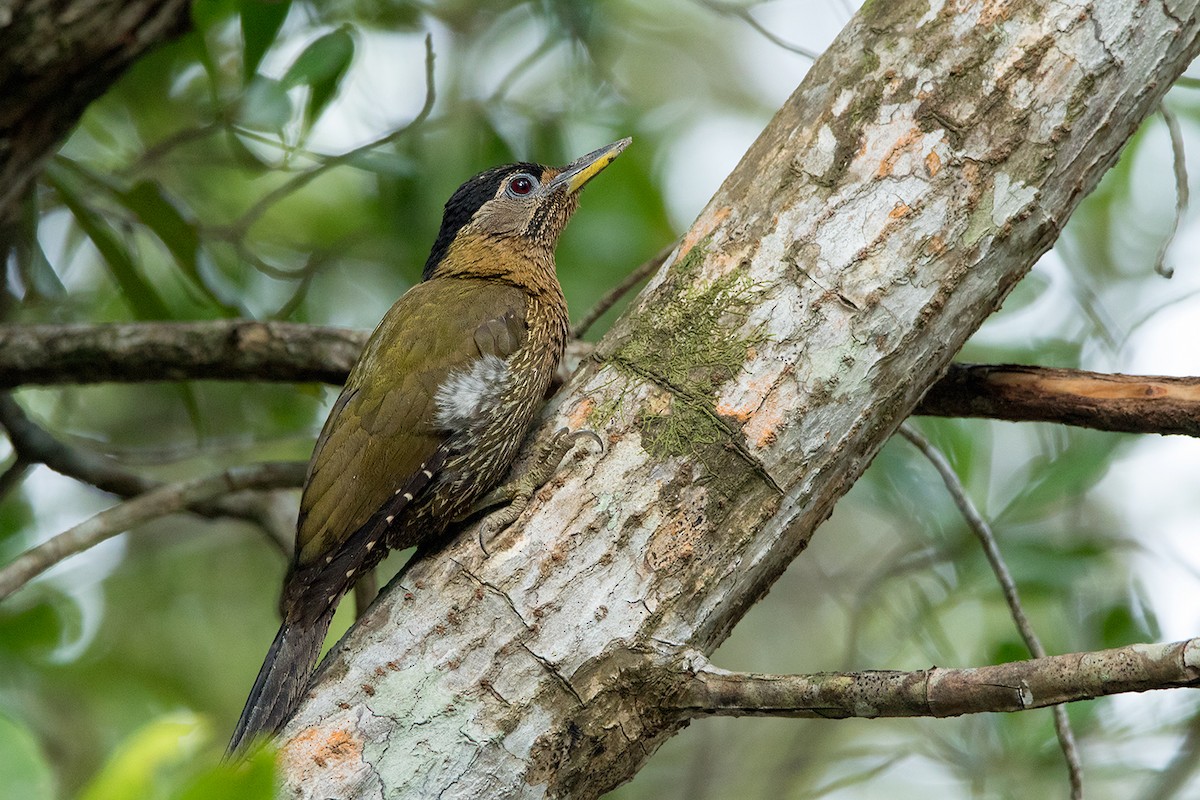 Streak-breasted Woodpecker - ML172590081