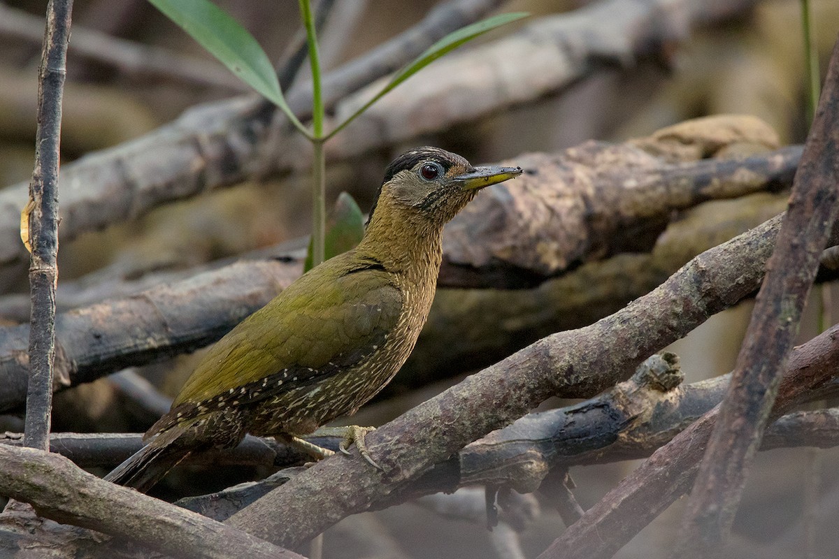 Streak-breasted Woodpecker - ML172590121