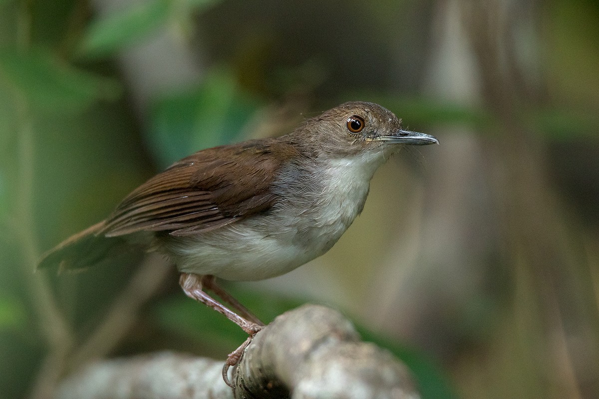 White-chested Babbler - Ayuwat Jearwattanakanok