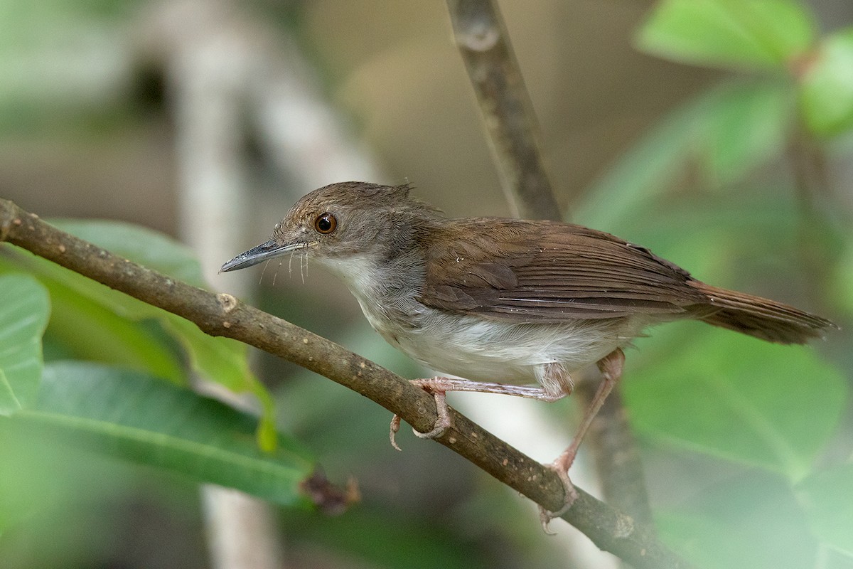 White-chested Babbler - Ayuwat Jearwattanakanok