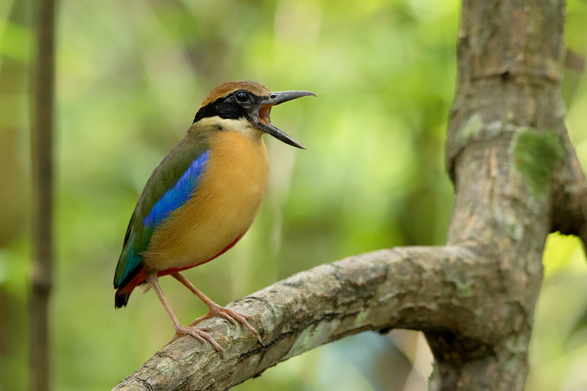 Mangrove Pitta - Ayuwat Jearwattanakanok