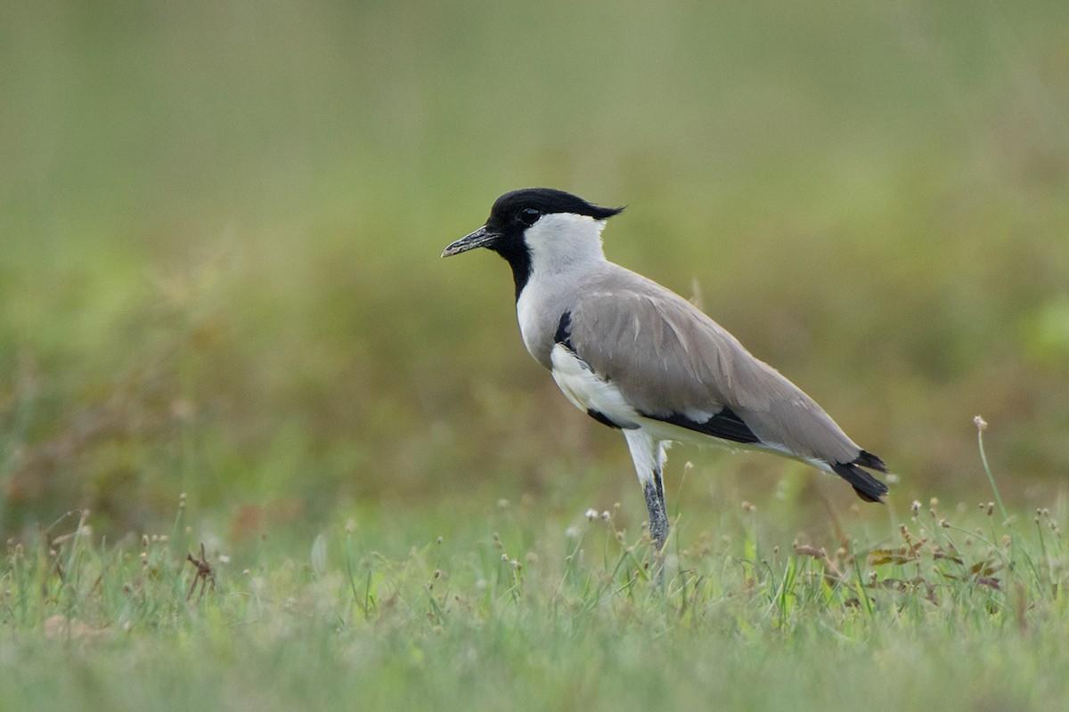 River Lapwing - Ayuwat Jearwattanakanok