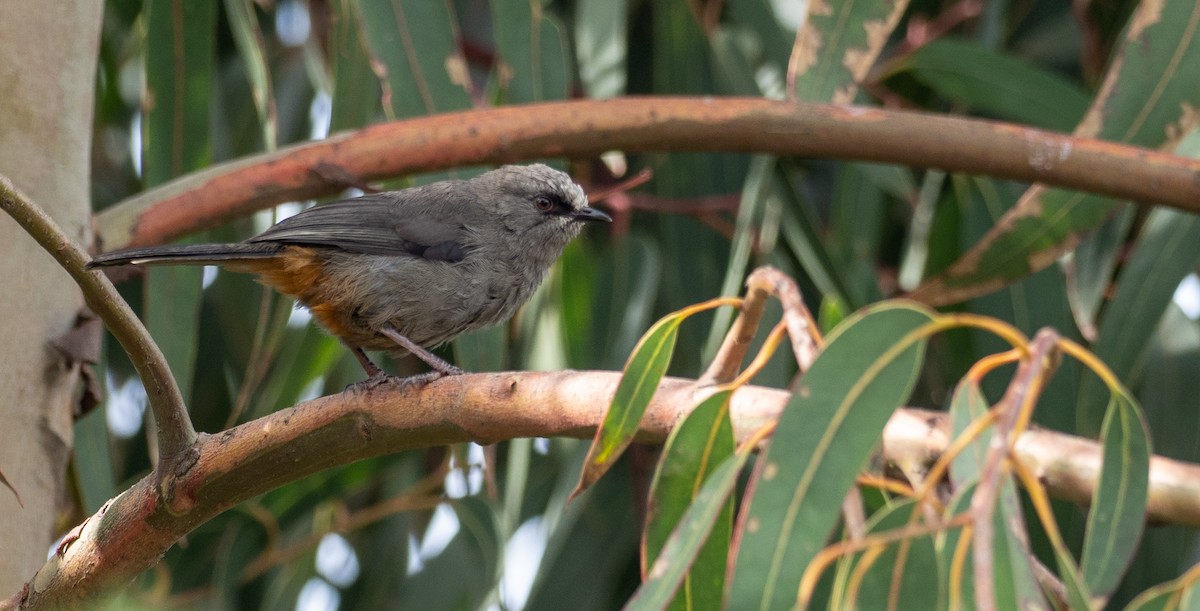 Abyssinian Catbird - ML172590831