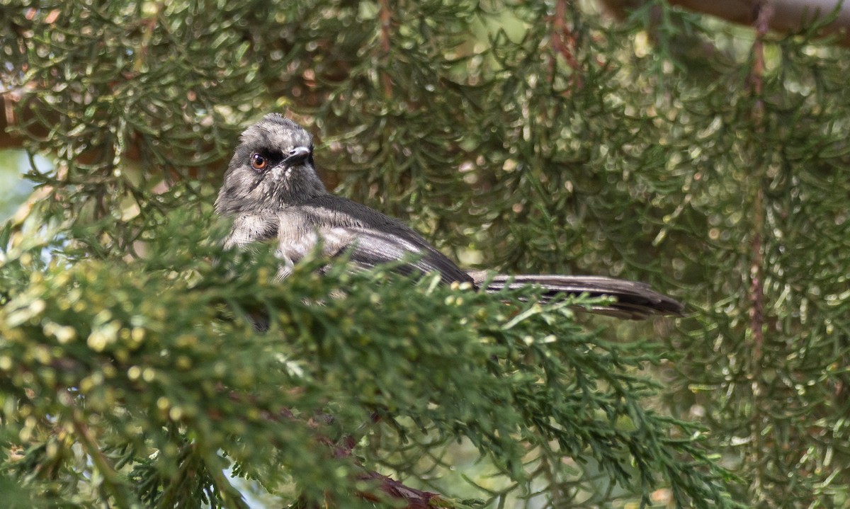 Abyssinian Catbird - ML172590851