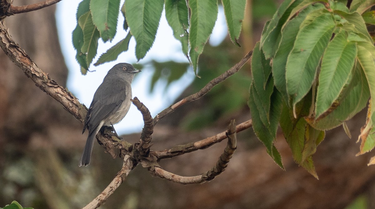 Bozca Drongo Sinekkapanı - ML172590971