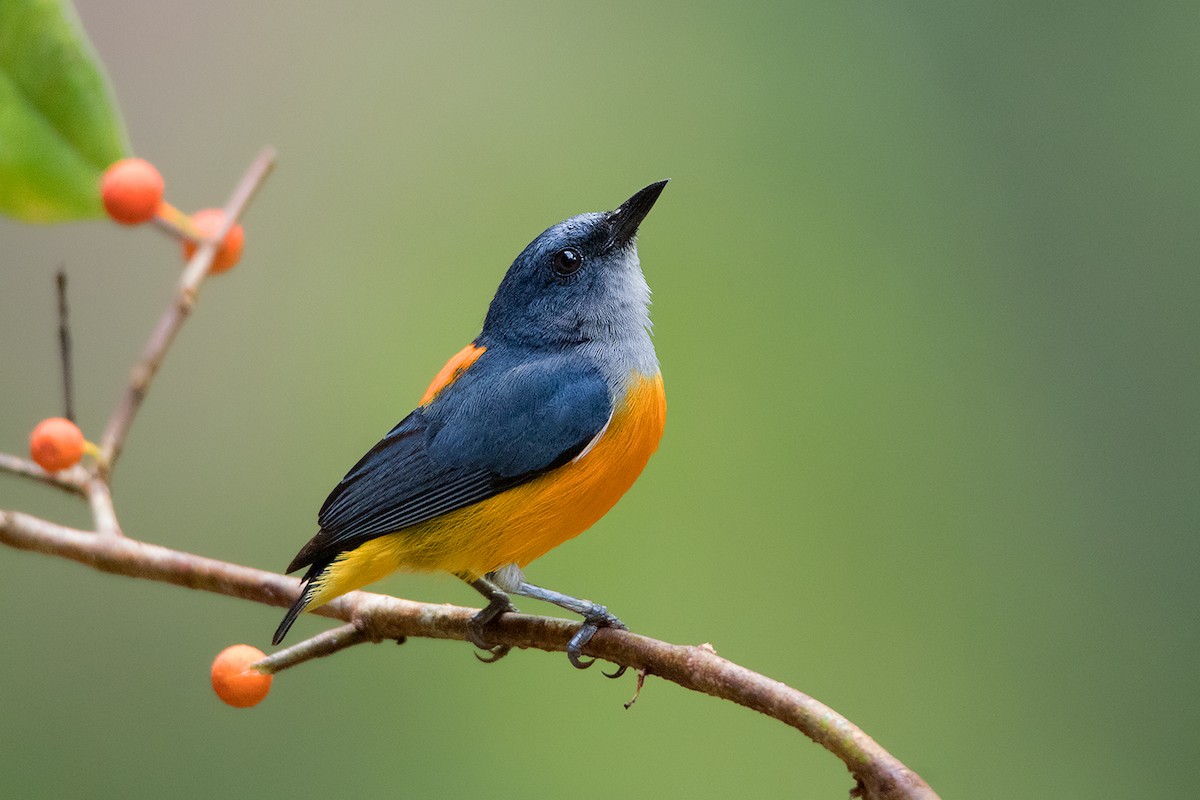 Orange-bellied Flowerpecker - Ayuwat Jearwattanakanok