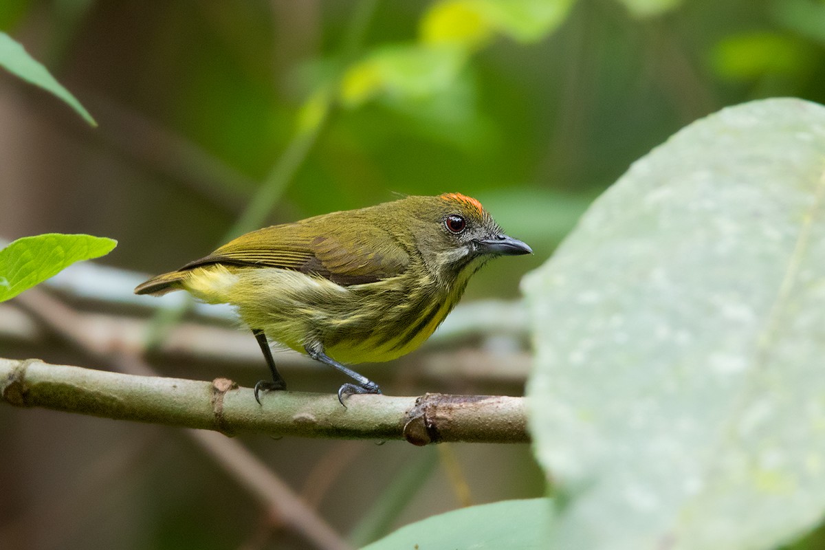 Yellow-breasted Flowerpecker - Ayuwat Jearwattanakanok