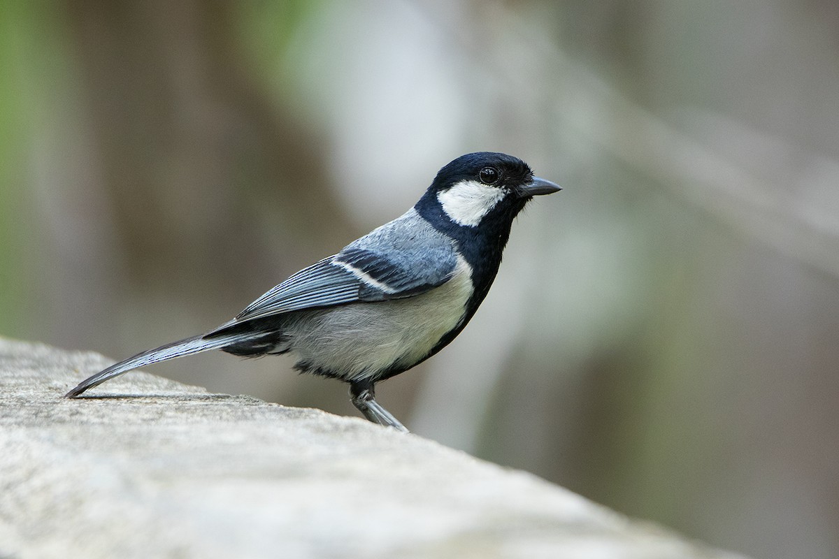Asian Tit (Cinereous) - ML172591891