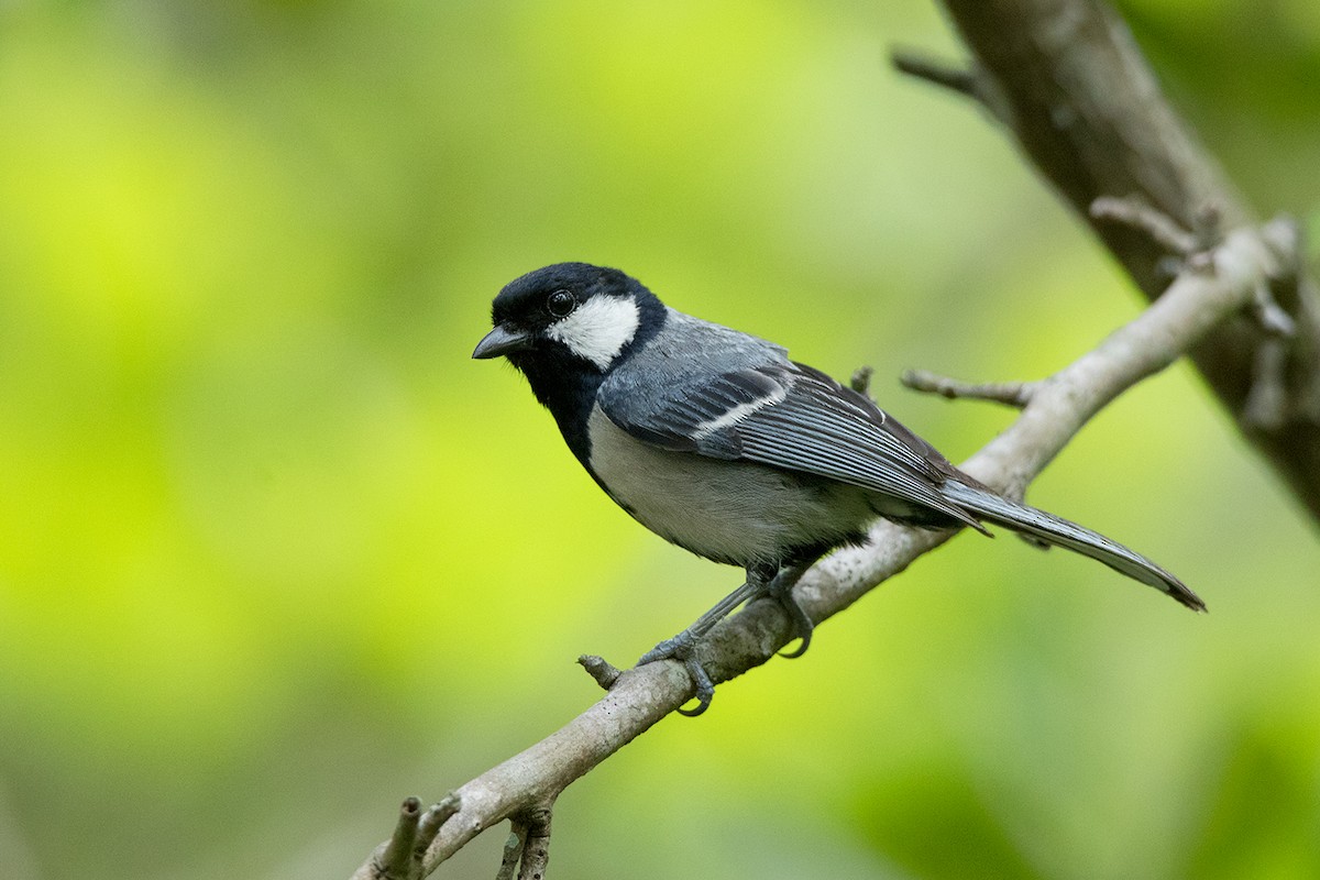 Asian Tit (Cinereous) - ML172591901