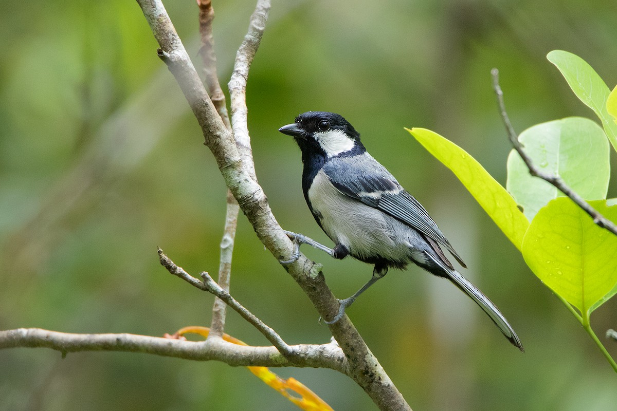 Asian Tit (Cinereous) - ML172591921