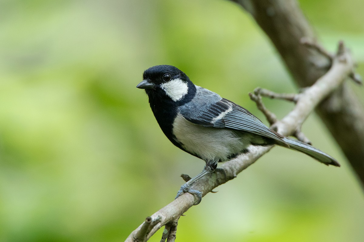 Asian Tit (Cinereous) - ML172591951