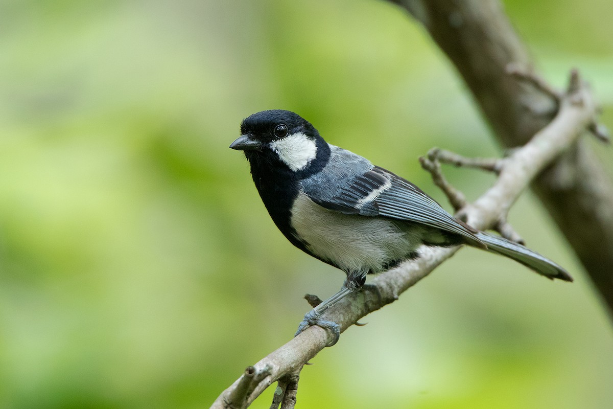 Cinereous Tit - Ayuwat Jearwattanakanok