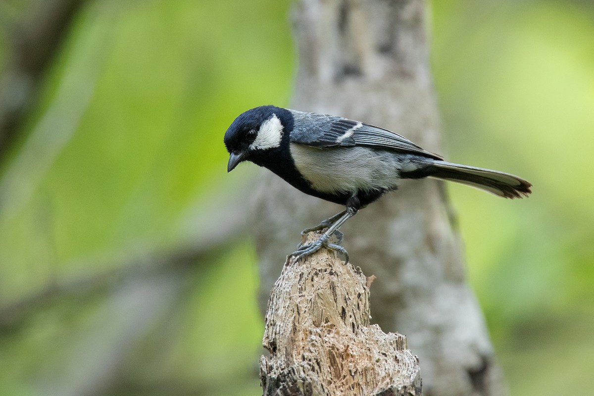 Asian Tit (Cinereous) - ML172591961