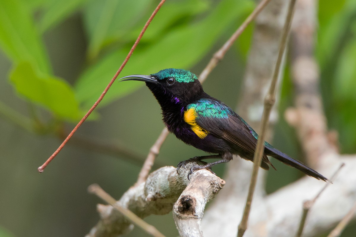 Copper-throated Sunbird - Ayuwat Jearwattanakanok