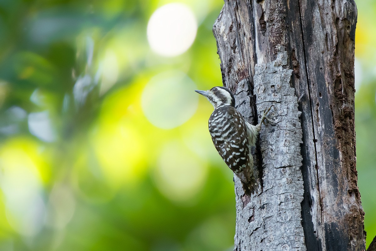 Sunda Pygmy Woodpecker - ML172592161
