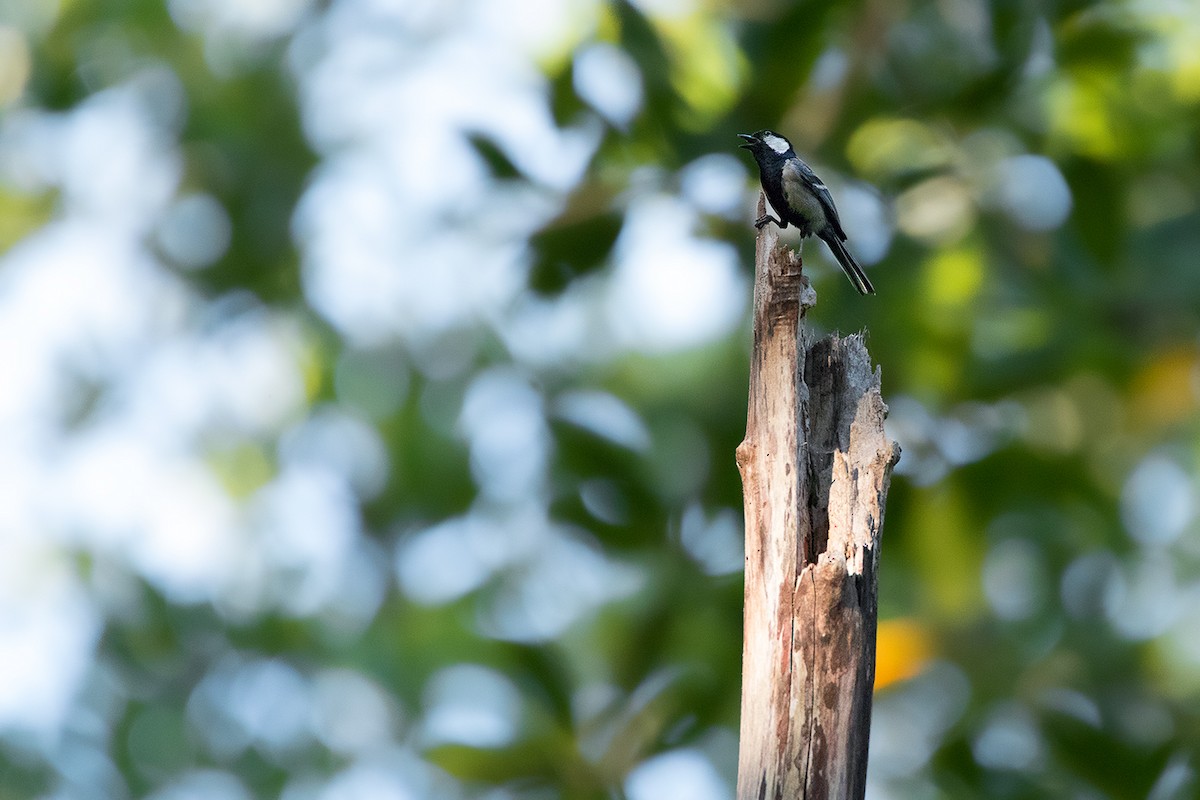 Cinereous Tit - ML172592231