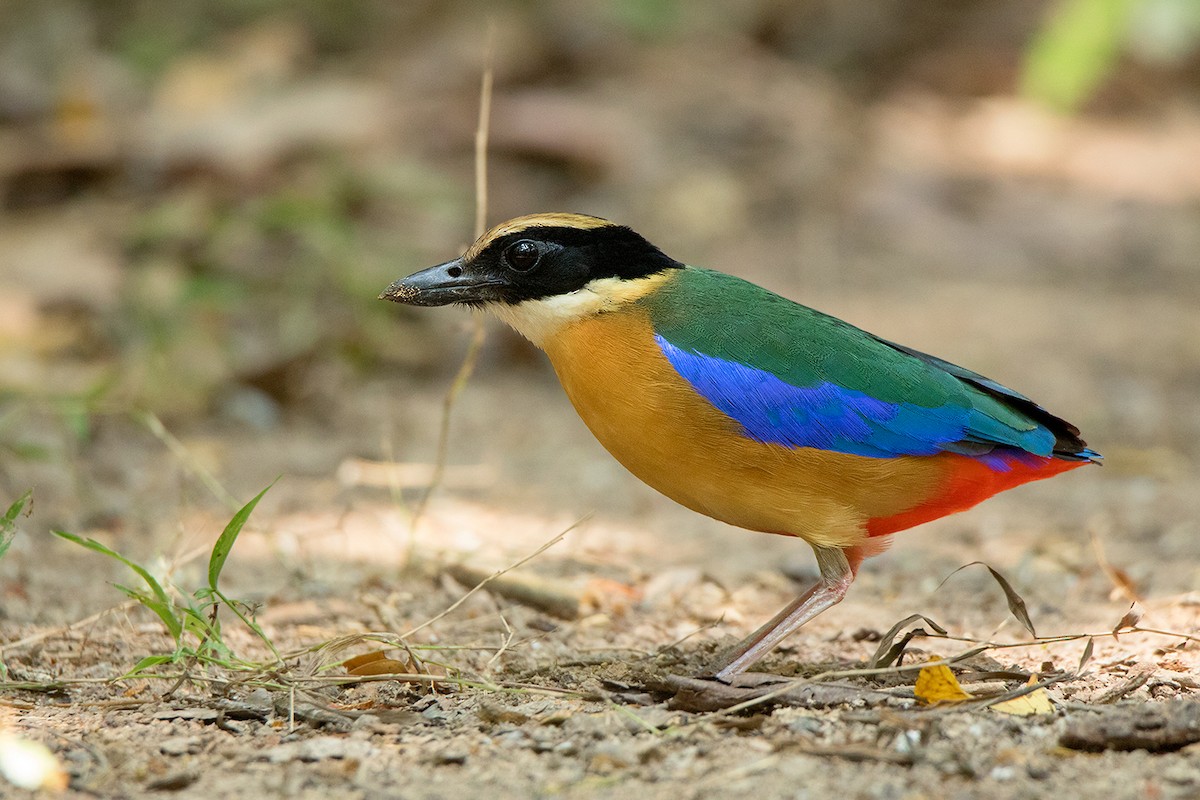 Blue-winged Pitta - Ayuwat Jearwattanakanok