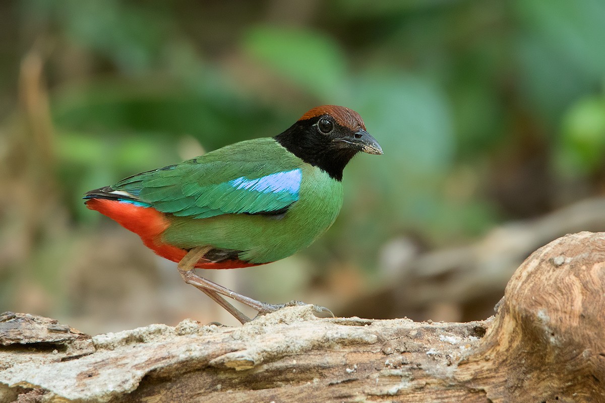 Western Hooded Pitta (Chestnut-crowned) - Ayuwat Jearwattanakanok