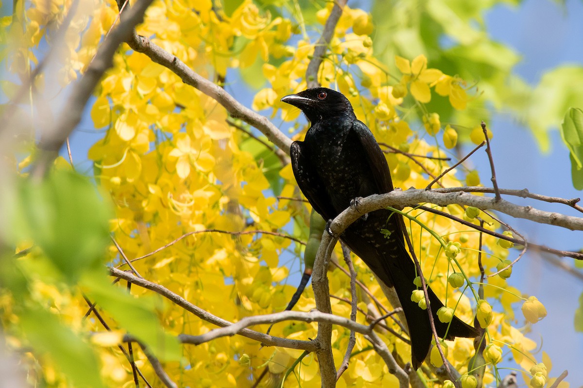 Crow-billed Drongo - Ayuwat Jearwattanakanok