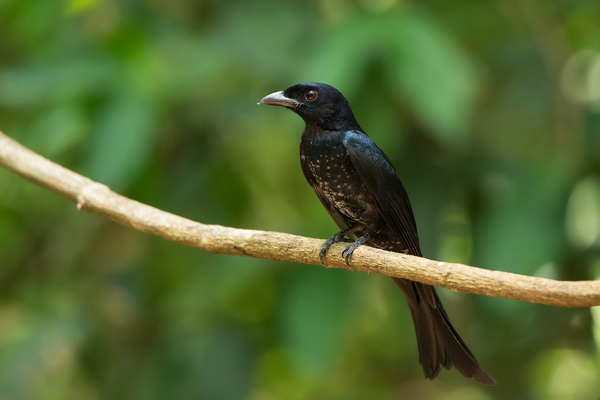 Crow-billed Drongo - Ayuwat Jearwattanakanok