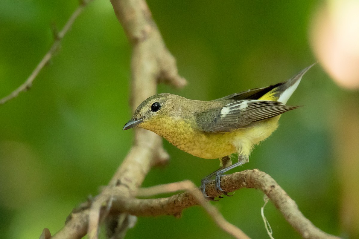 Yellow-rumped Flycatcher - Ayuwat Jearwattanakanok