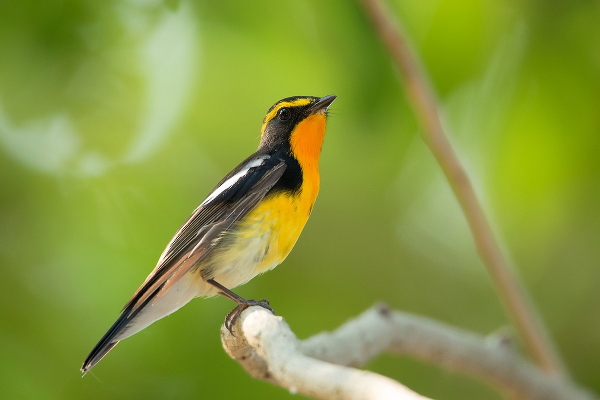 Narcissus Flycatcher - ML172593331