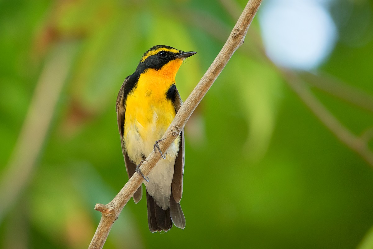 Narcissus Flycatcher - ML172593341