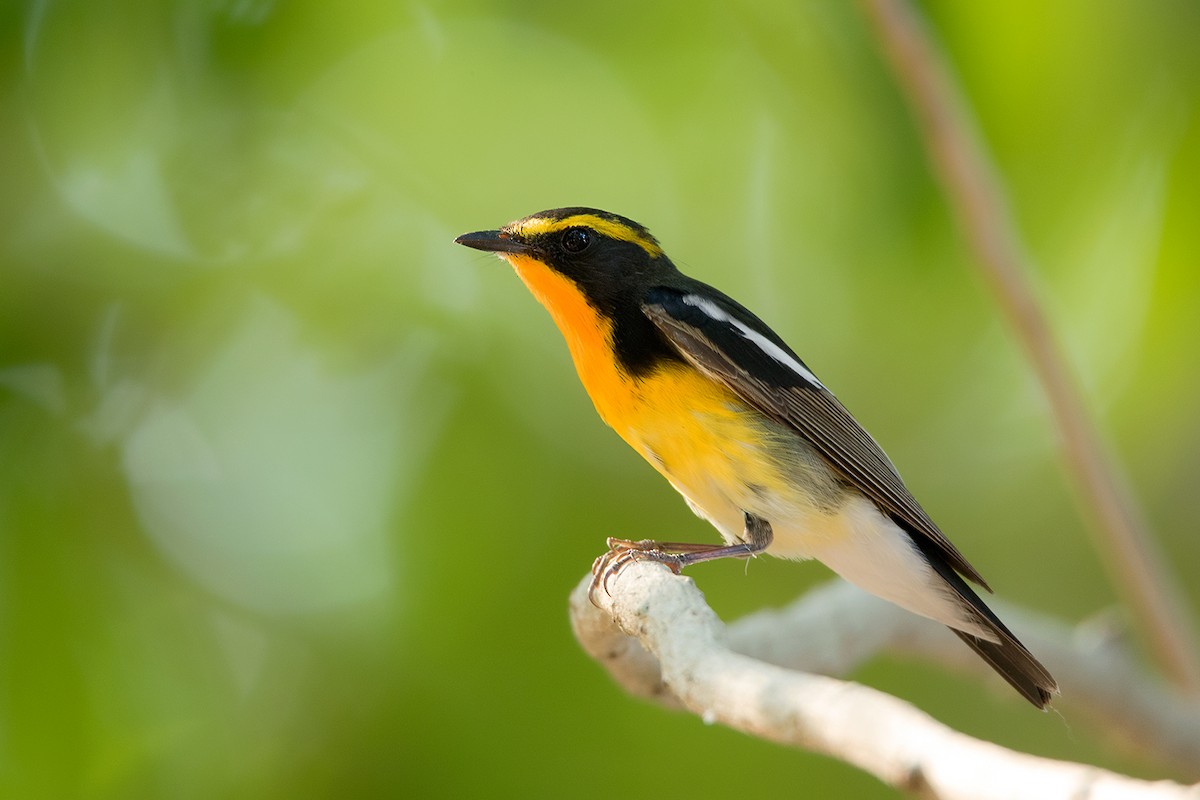 Narcissus Flycatcher - ML172593351