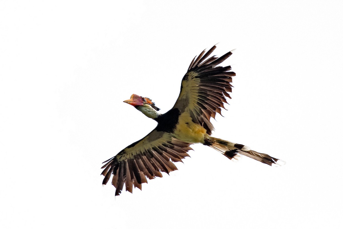 Helmeted Hornbill - Ayuwat Jearwattanakanok