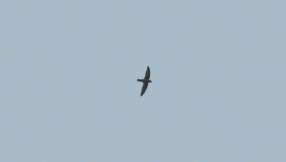 Indian Swiftlet - Sudheesh  Mohan