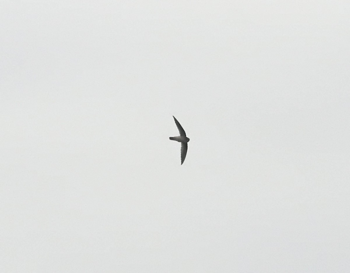 Indian Swiftlet - Sudheesh  Mohan