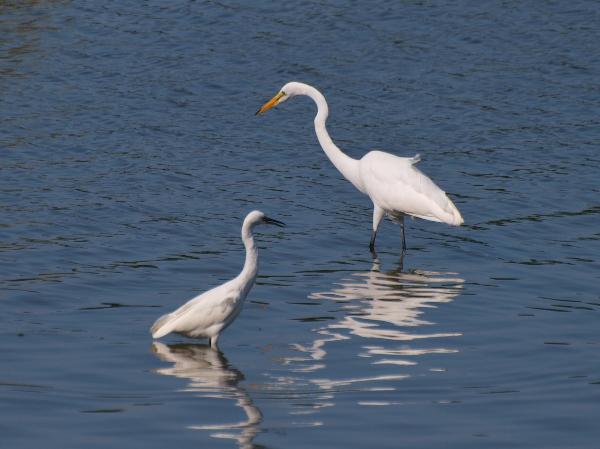 Great Egret - Bill Bunn