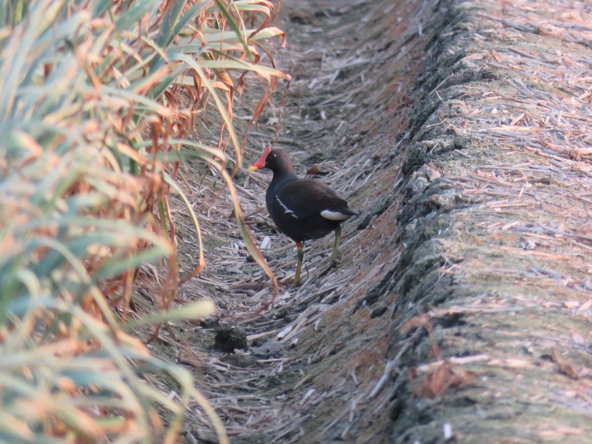 Eurasian Moorhen - ML172596131