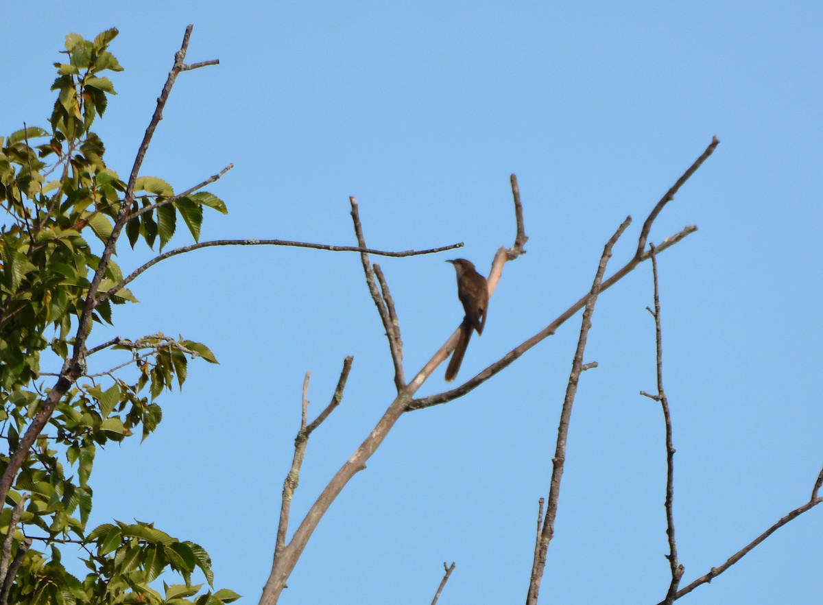 Black-billed Cuckoo - Carol Hamilton