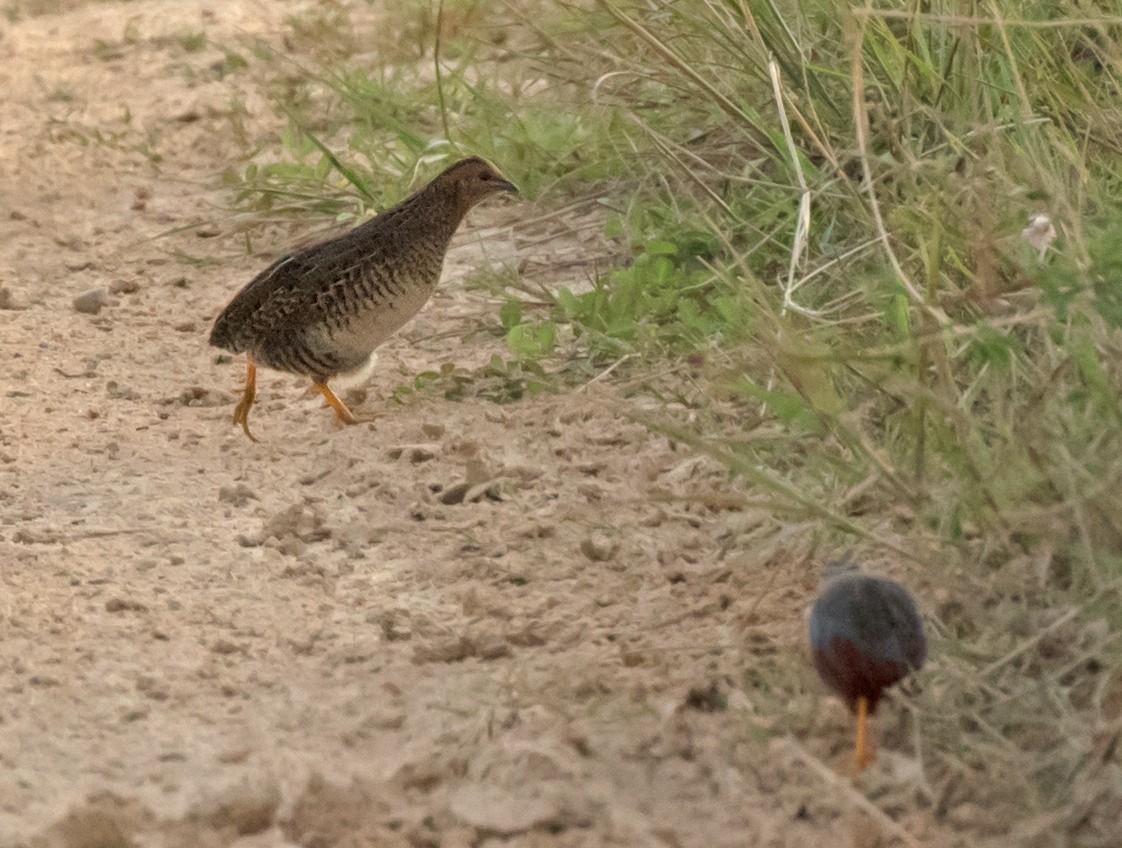 Blue-breasted Quail - Dave Bakewell