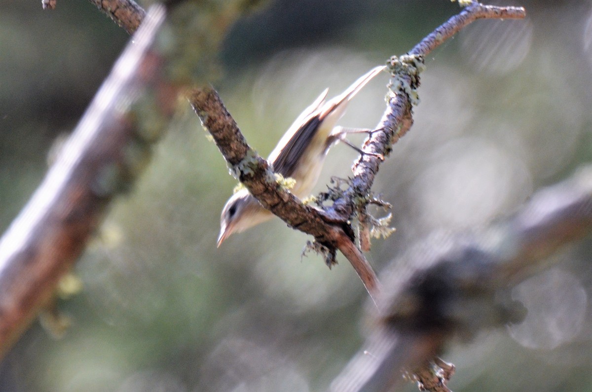 Ötücü Vireo [swainsoni grubu] - ML172599101