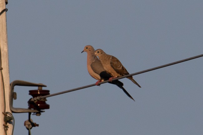 Mourning Dove - ML172600421