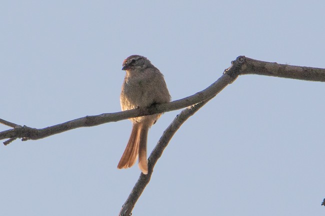Chipping Sparrow - ML172600531
