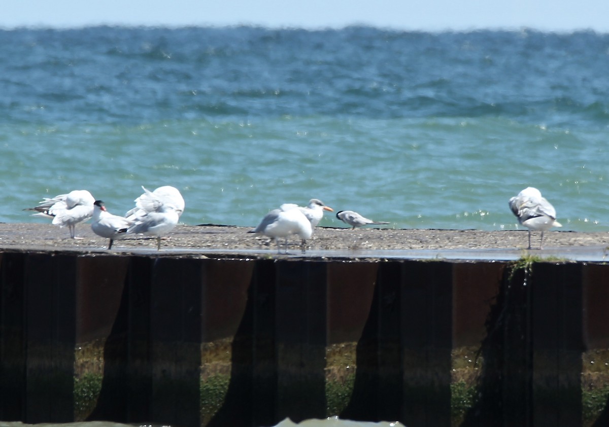 Common Tern - ML172601461