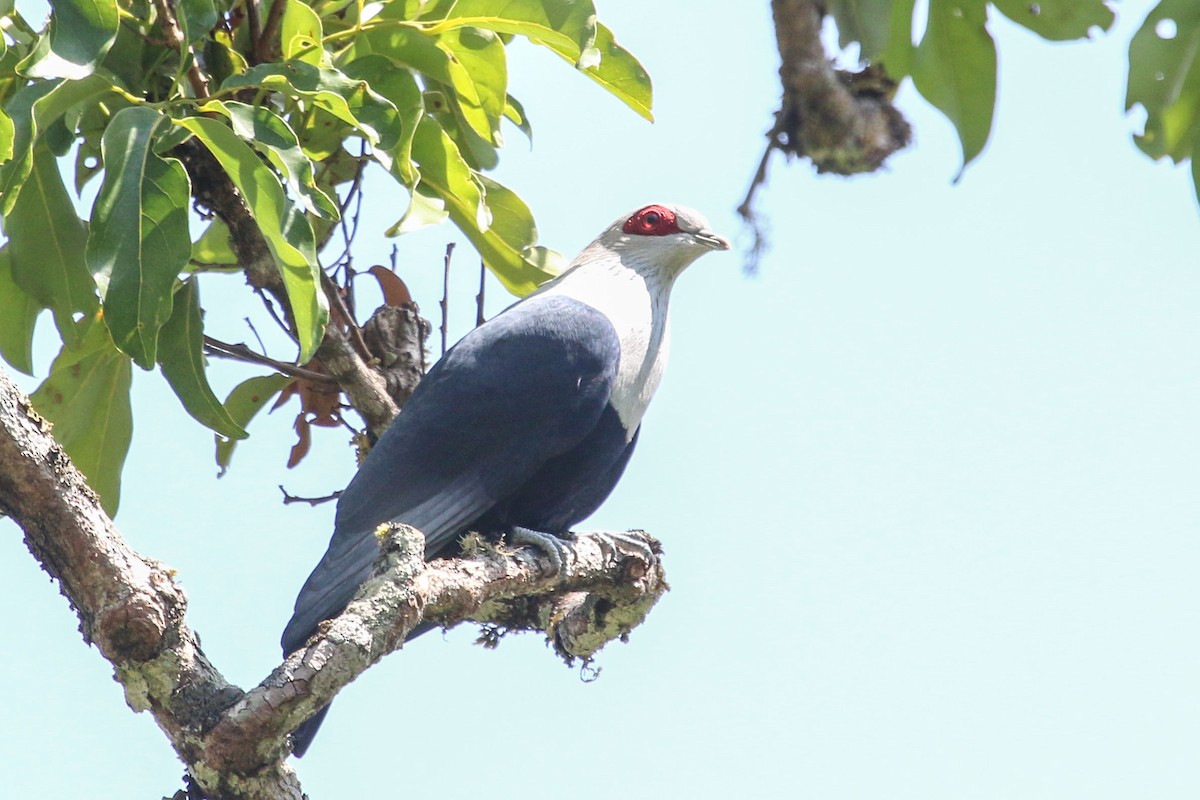 Comoro Blue-Pigeon - ML172602421