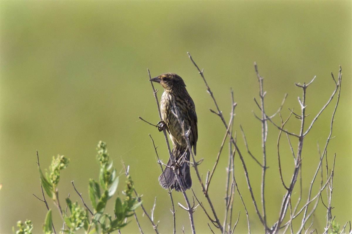 Red-winged Blackbird - ML172602521